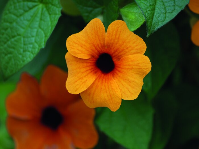 Blumennachsaat_Schwarzaeugige_Susanne.jpeg Blumennachsaat_Schwarzaeugige_Susanne.jpeg