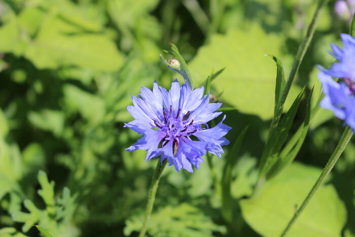 Schnittblumen_Kornblume.JPG Schnittblumen_Kornblume.JPG
