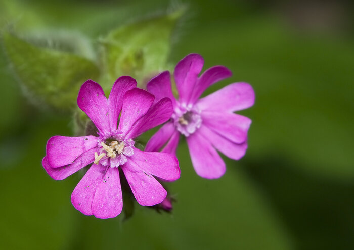 Die Rote Lichtnelke (Silene dioica) Bluetenzauber_Shutterstock2.jpg