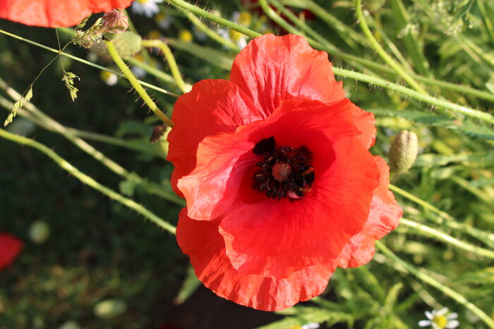 Bienenweide_Klatschmohn.JPG Bienenweide_Klatschmohn.JPG