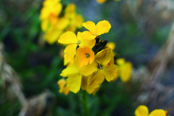 Goldlack (Cheiranthus cheiri) Wildblumen_Goldlack.jpeg