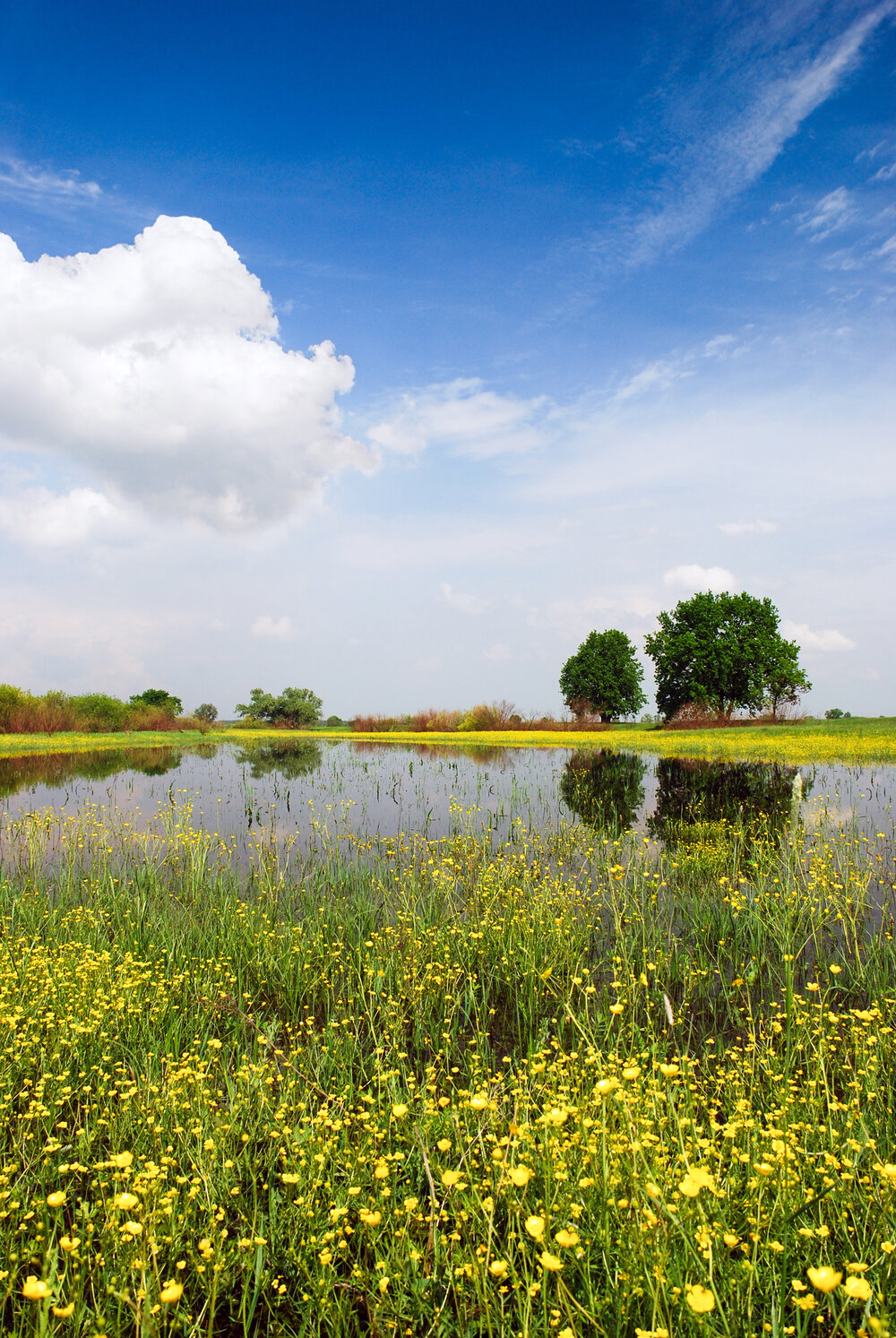 Regionales Saatgut in Naturschutzgebieten S._7_shutterstock_139047740.jpg