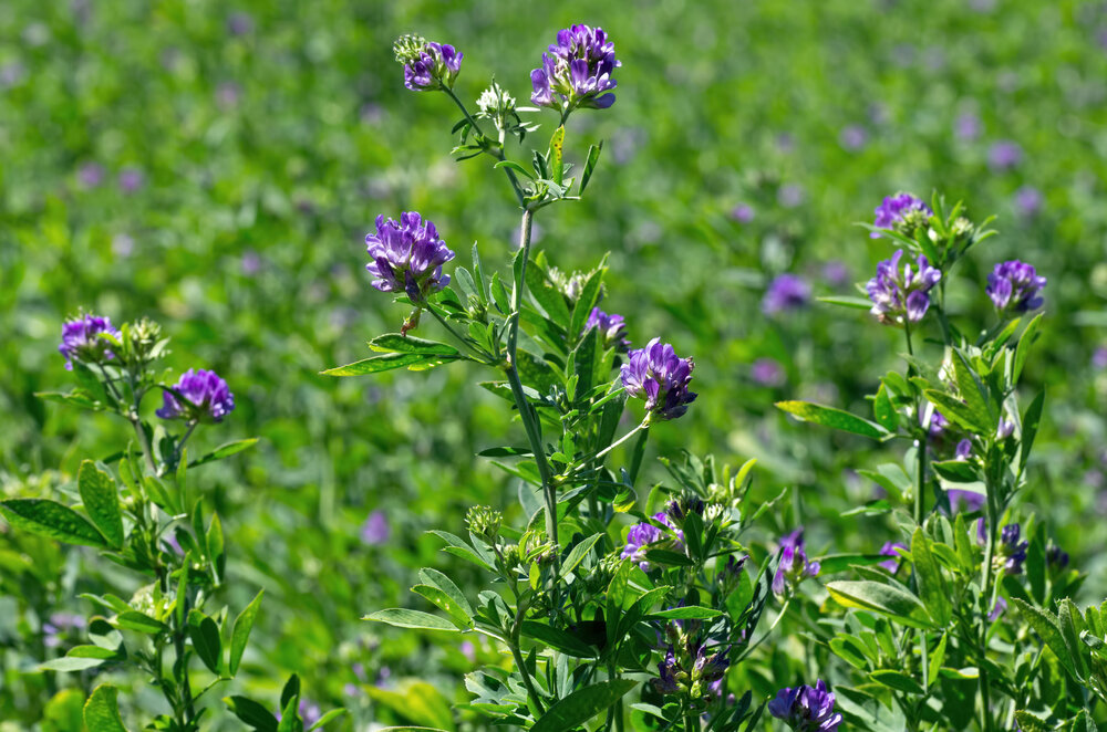 Luzerne (Medicago sativa) shutterstock_203382055.jpg