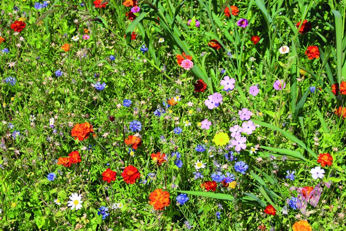Blumennachsaat_komplett.JPG Blumennachsaat_komplett.JPG