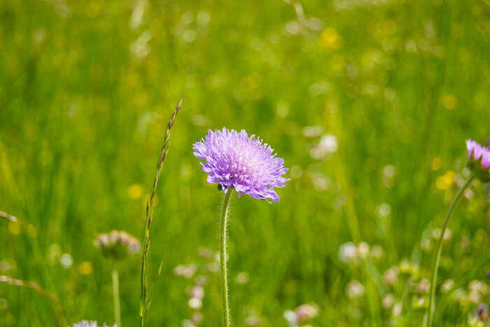 Acker-Witwenblume (Knautia arvensis) Bluetenzauber_shutterstock.jpg