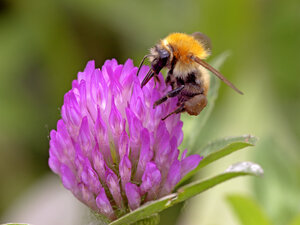 Eine Biene sammelt Nektar an einer Rotkleeblüte Fotolia_18007629_XL.jpg