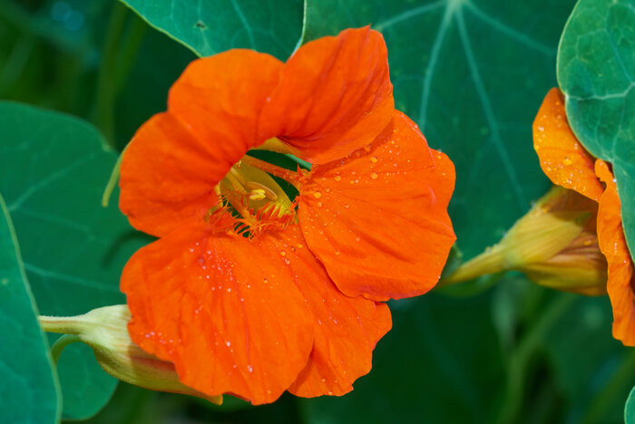 Große Kapuzinerkresse (Tropaeolum majus) Schmetterlingsoase_Kapuzinerkresse.jpeg