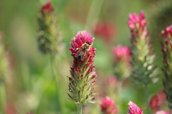 Biene auf der Blüte vom Inkarnatklee (Trifolium incarnatum) Balkonmix_Inkarnatklee.jpg