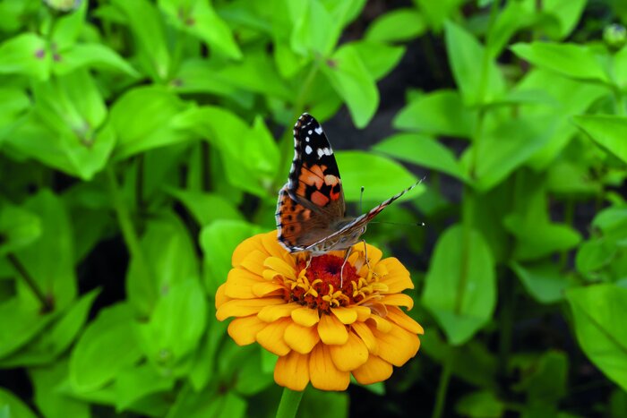 Schmetterling auf gelb-oranger Zinnie (Zinnia elegans) Balkonmix_Zinnie.jpeg