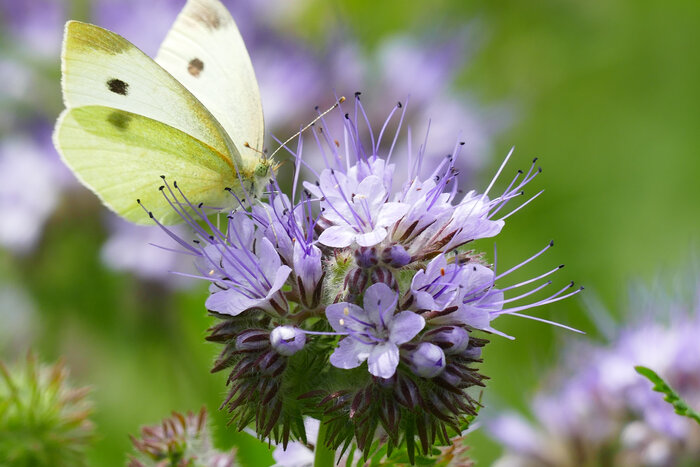 Ein Zitronenfalter der auf einer Phaceliablüte sitzt shutterstock_1116933005