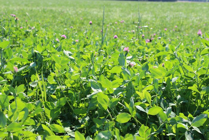 Kleintiereinsaat_FF2.jpg Kleintiereinsaat_FF2.jpg