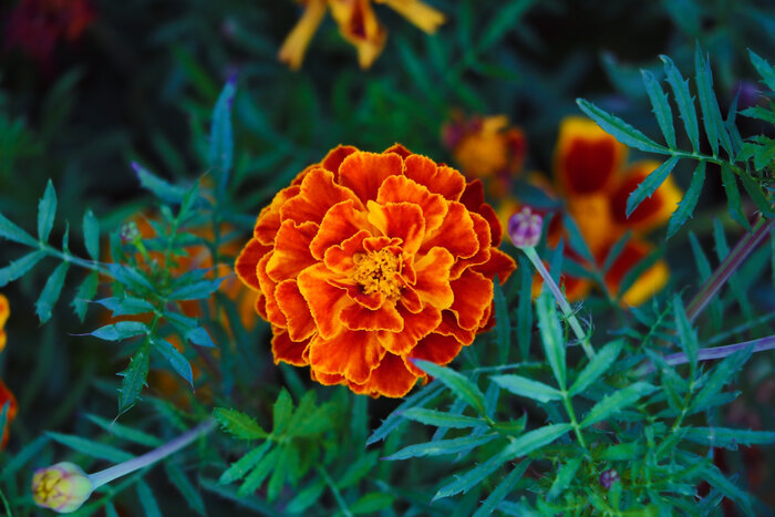 Studentenblume (Tagetes) mit orangen Blüten Balkonmix_Tagetes.jpg