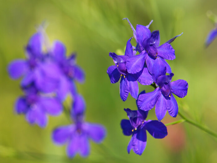 Gemeiner Rittersporn (Consolida regalis) mit lila Blüten Wildblumen_Rittersporn.jpeg