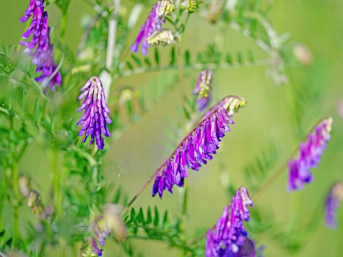 Lila blühende Vogel-Wicke (Vicia cracca) Bluetenzauber_Vogelwicke.jpg