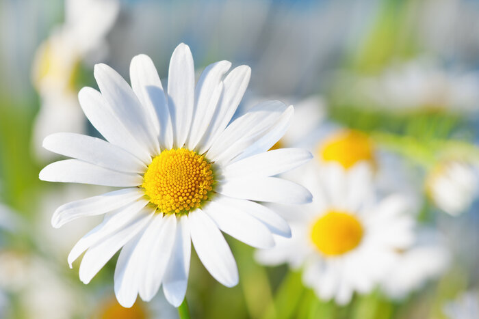 Gänseblümchen (Bellis perennis) Balkonmix_Gaensebluemchen.jpeg