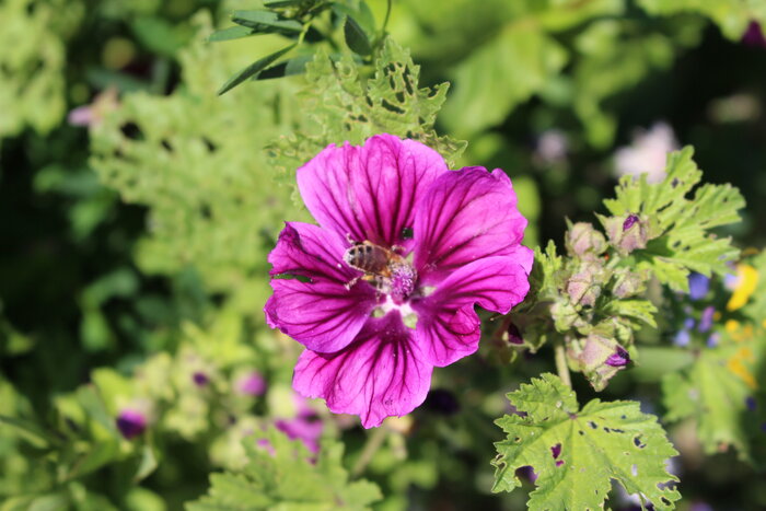 Wilde Malve (Malva sylvestris) Schmetterlingsoase_Malve.JPG