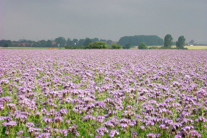 Phacelia_FF5 Phacelia_FF5