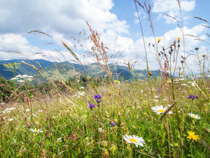Gebietseigenes Saatgut wird zur Neuanlage von Biotopen genutzt Titel_shutterstock_218788912.jpg
