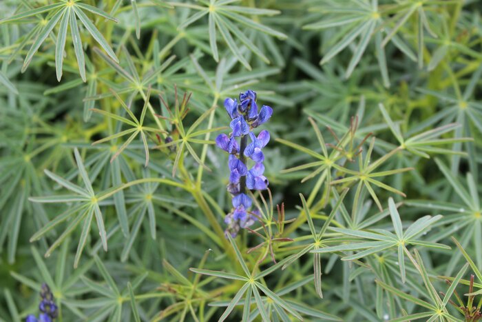 Blaue_Lupine_FF2.jpg
