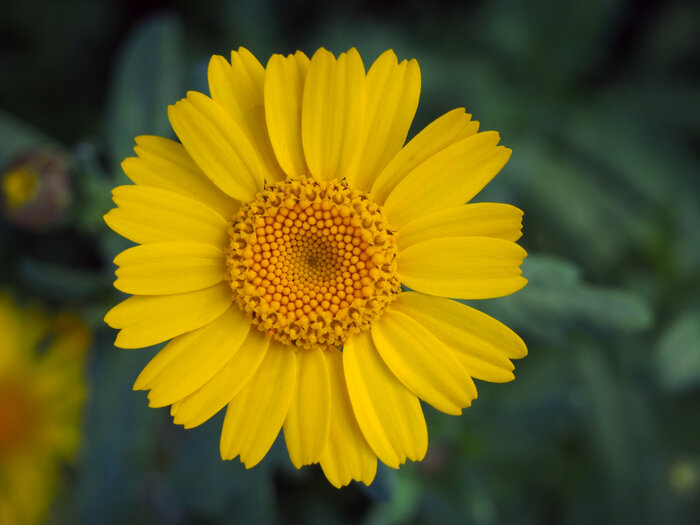 Schnittblumen_Saatwucherblume.jpeg Schnittblumen_Saatwucherblume.jpeg