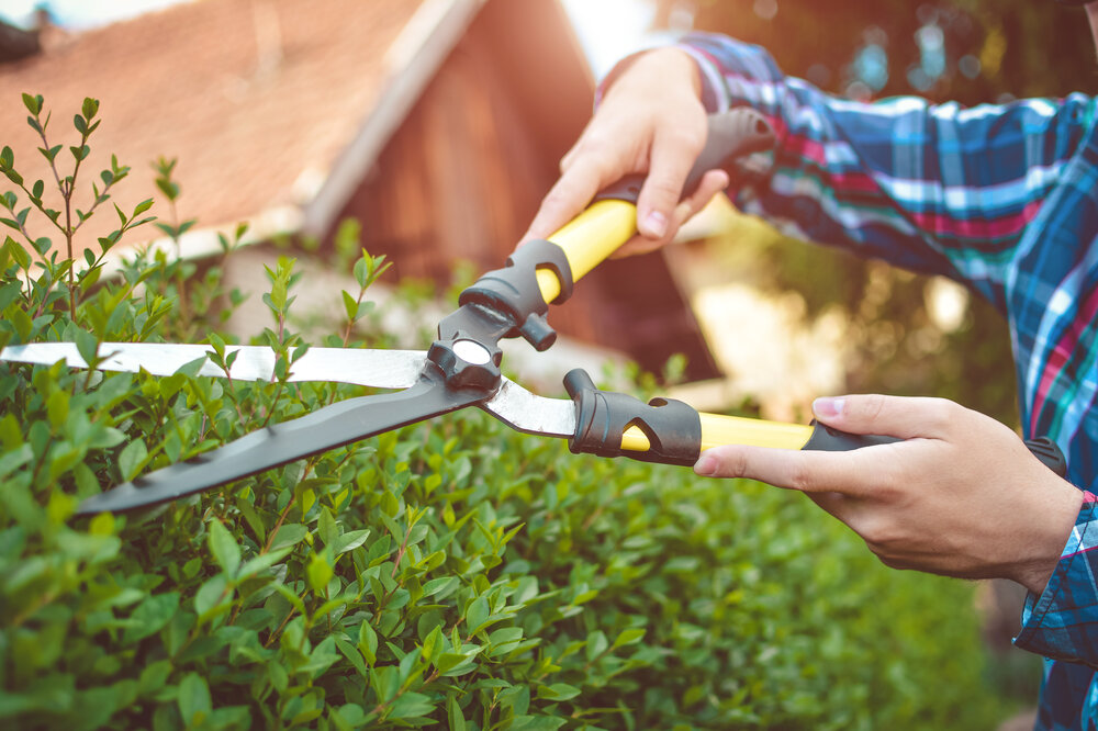 In der Nist- und Brustzeit dürfen keine Heckenschnitte vorgenommen werden. Brutzeit_Gartenarbeit_shutterstock_630013112.jpg