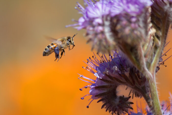 Phacelia wird auch Bienenweide genannt Fotolia_108685638_L
