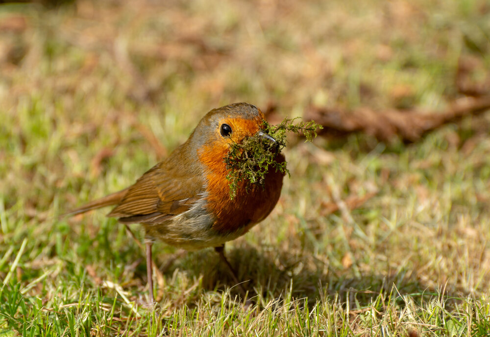 Rotkehlchen_shutterstock_1352344274.jpg